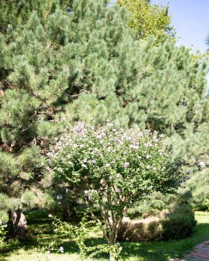 Eski Anapa parkında güzel yeşil bir ağaç