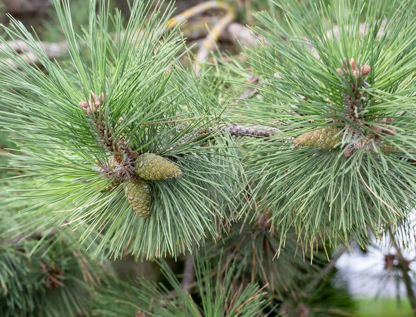 Eski Anapa Parkındaki Kozalaklı Ağaçtaki Güzel Yeşil Kozalaklar — Stok fotoğraf