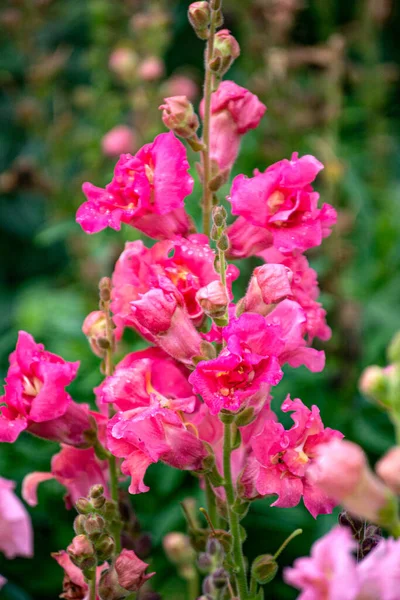 庭のベッドのピンクのスナップドラゴンの花. — ストック写真