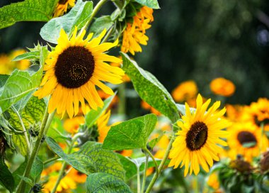 Çiçek tarlasında açan ayçiçeği çiçekleri, yakın plan.