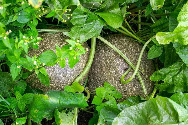 Groene Pompoenen Een Struik Van Gras — Stockfoto