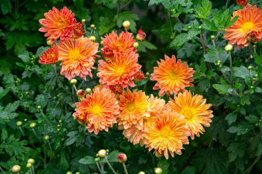 Sonbahar bahçesinde açan sarı-turuncu kasımpatılar.