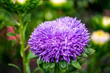 Çiçek tarhındaki bahçede mor çifte paskalya çiçeği