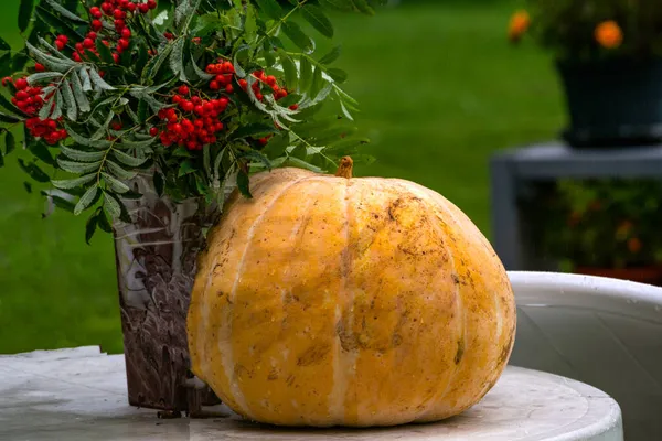 Een Grote Oranje Pompoen Een Vaas Met Rowan Takken Tafel — Stockfoto