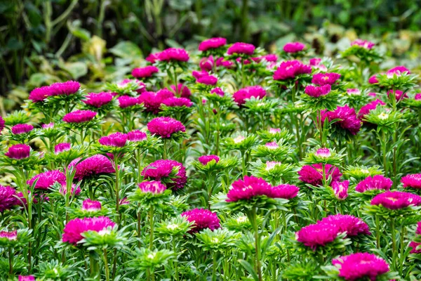 Heldere Roze Asters Het Midden Van Groene Bladeren Het Tuinbed — Stockfoto