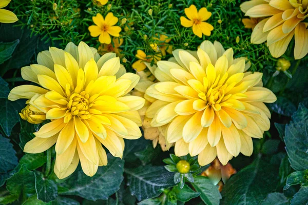 Όμορφα Κίτρινα Λουλούδια Της Ντάλιας Στο Πάρκο Της Πόλης — Φωτογραφία Αρχείου