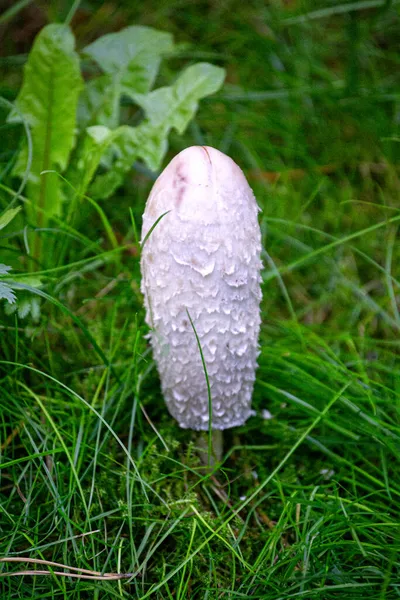 Großer Essbarer Weißer Mistkäferpilz Wald — Stockfoto