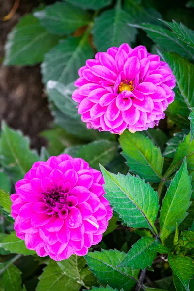 Hermosas Flores Color Rosa Brillante Dalias Parque Ciudad — Foto de Stock