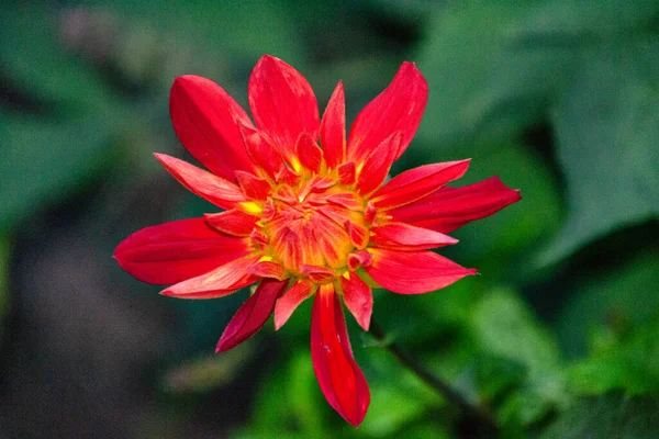 Migawka Pięknego Czerwonego Kwiatu Dahlii Wiejskim Ogrodzie — Zdjęcie stockowe