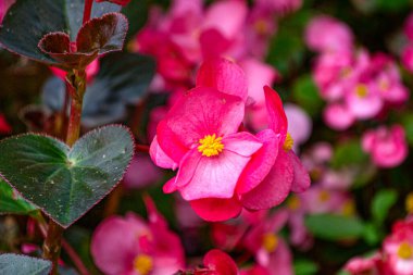 Bahçedeki parlak pembe begonya çiçeklerinden bir çiçek tarlası.