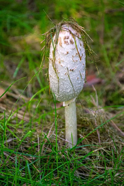 草丛中的小可食菌类蘑菇粪甲虫 — 图库照片