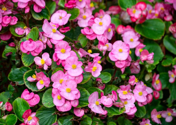 Ein Blumenbeet Mit Leuchtend Rosa Begonien Blüht Garten — Stockfoto
