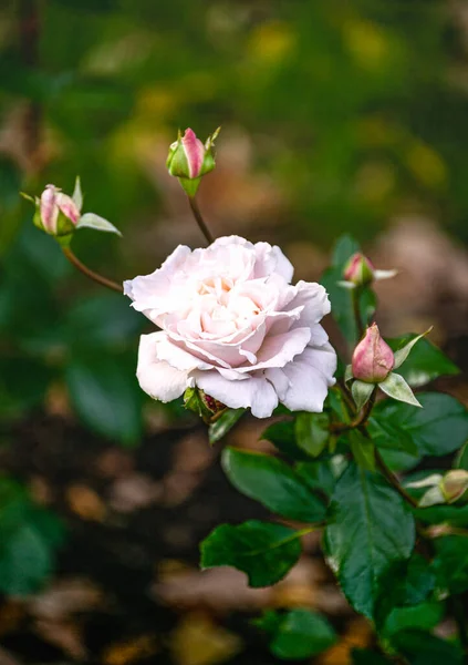 花园里一丛丛上美丽的嫩白粉红的玫瑰 — 图库照片