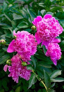 Kırsal alanda parlak pembe şakayık çiçekleri.