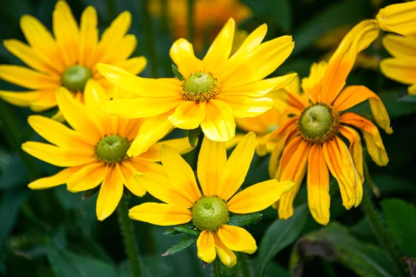 Bright yellow rudbeckia in the garden on a flower bed. — Stock Photo, Image