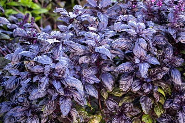 Свежий фиолетовый базилик растет в садовой кровати в солнечный день. — стоковое фото