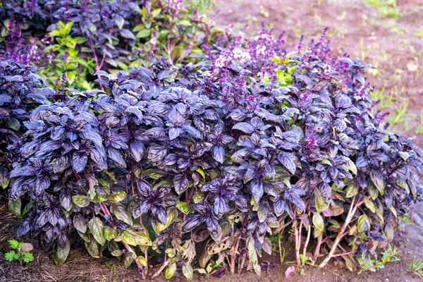 Fresh purple basil growing in a garden bed on a sunny day. — Stock Photo, Image