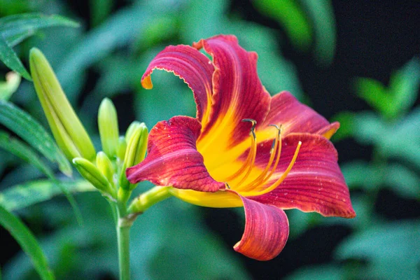 Prachtige heldere Bourgogne daglelies in de zomertuin. — Stockfoto