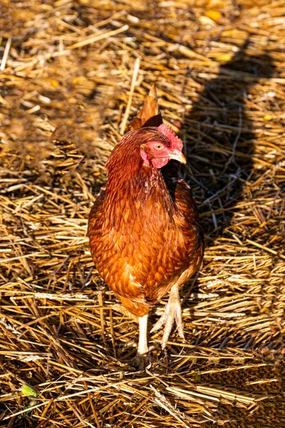 Brązowa kura spaceruje na podwórku w słoneczną pogodę. — Zdjęcie stockowe
