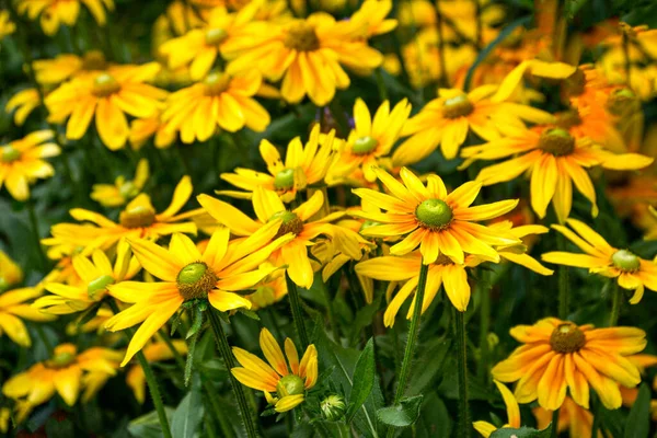 Bright yellow rudbeckia in the garden on a flower bed. Royalty Free Stock Photos