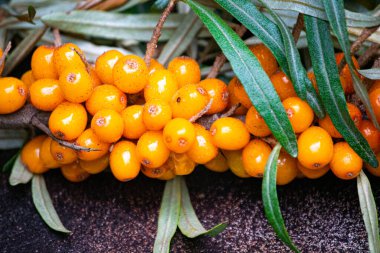 Deniz dikenli üzüm ve yeşil gümüşi yapraklı bir dal..