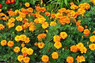 Çiçek tarhında kadife çiçekleri. Bir yaz parkında güzel bir çiçek tarhı