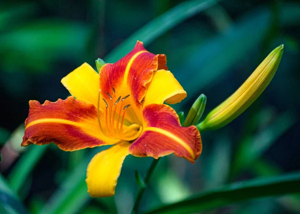 Krásné Oranžovo Žluté Lilie Letní Zahradě — Stock fotografie