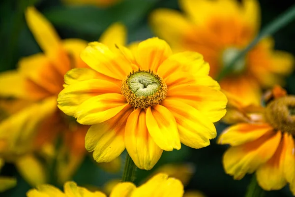 Parlak Sarı Rudbeckia Çiçek Tarlasında — Stok fotoğraf