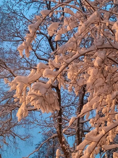 서리는 겨울의 시작이었습니다 나뭇가지에 첫눈이 내리다 — 스톡 사진