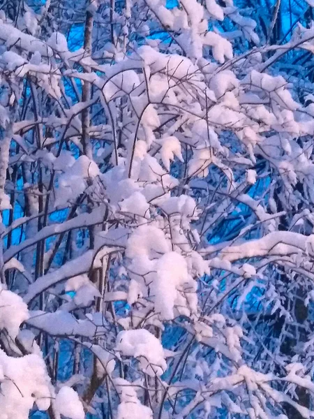 První Mrazy Začátek Zimy První Sníh Větvích Stromů — Stock fotografie