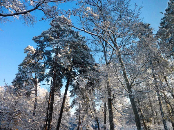 Buzlar Kışın Başlangıcı Ağaç Dallarında Ilk Kar — Stok fotoğraf