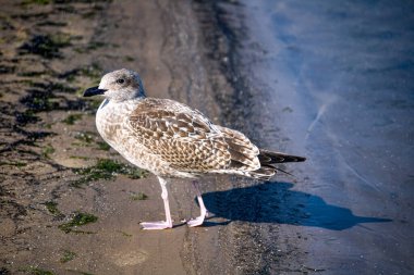 Young herring gull chick on the seashore, close-up.