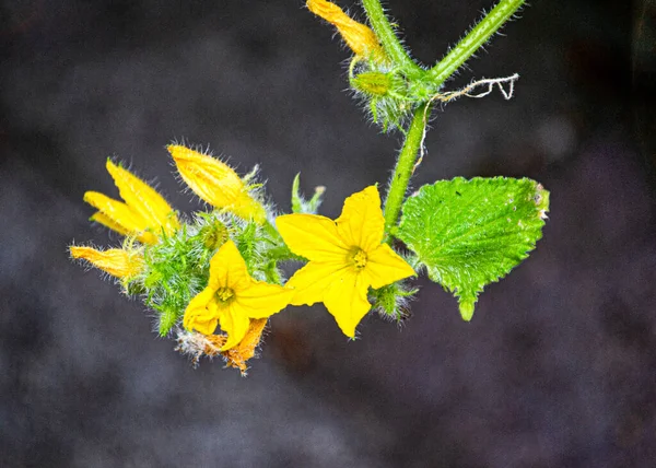 Yellow flowers of cucumbers, young ovaries on a whip. — Foto Stock