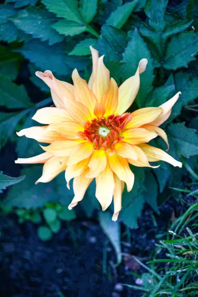Dahlia is yellow-orange in color. Flowers with buds on a background of green leaves. — Zdjęcie stockowe