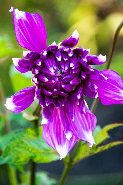 Bright purple dahlia flowers with buds on a background of green leaves. — Zdjęcie stockowe