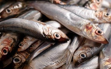 Masada taze taze taze taze taze ringa balığı