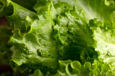 Taze yeşil salata yaprakları. Sağlıklı yemek.