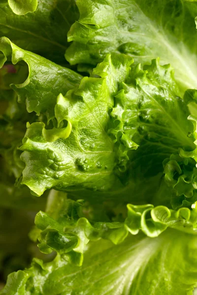 Folhas Frescas Salada Alface Verde Alimentos Saudáveis — Fotografia de Stock