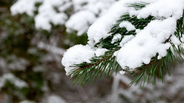 Kışın ağaçta beyaz kar..