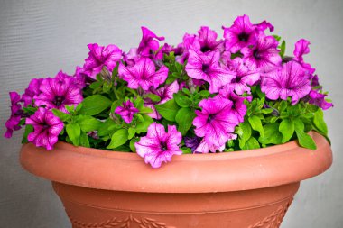 Çiçek saksısında parlak pembe bir petunya çalısı.