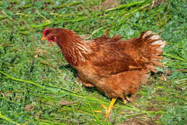 Kahverengi bir tavuk güneşli havada bahçede yürür.