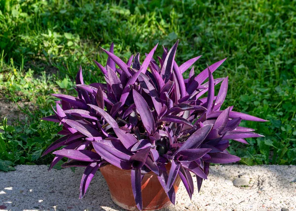 Çiçek saksısında dekoratif mor tradescantia. Yakın plan.