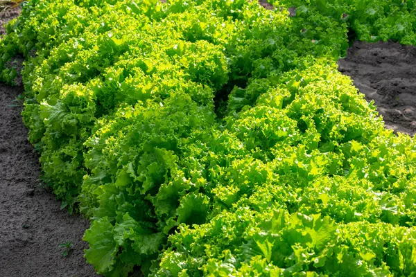 Harvest Fresh Green Lettuce Field — Stock Photo, Image