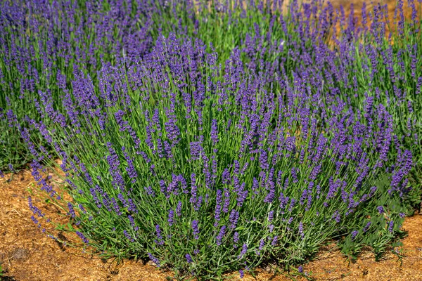 Lavender Plant Beautiful Open Flowers Sunny Day — Stock Photo, Image