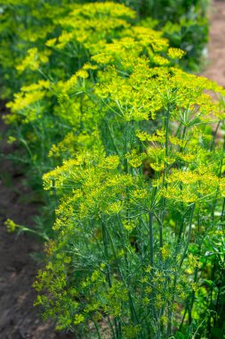 Bahçede şemsiyeleri olan taze yeşil dereotu.