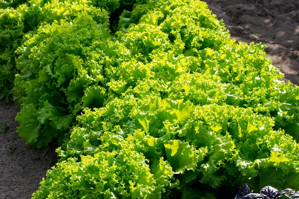 Harvest Fresh Green Lettuce Field — Stock Photo, Image