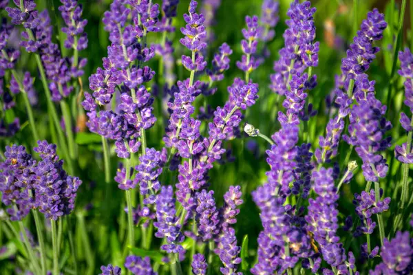 Güneşli Bir Günde Güzel Açık Çiçekli Lavanta Bitkisi — Stok fotoğraf