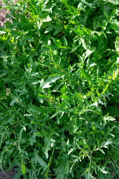 Een Groene Arugula Plant Wordt Een Biologische Grostes Tuin Verbouwd — Stockfoto