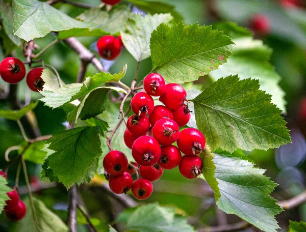 Ветвь Красных Лекарственных Плодов Боярышника Осенью — стоковое фото