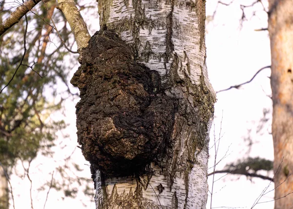 Huge chaga mushroom on a birch trunk. — Stock Photo, Image